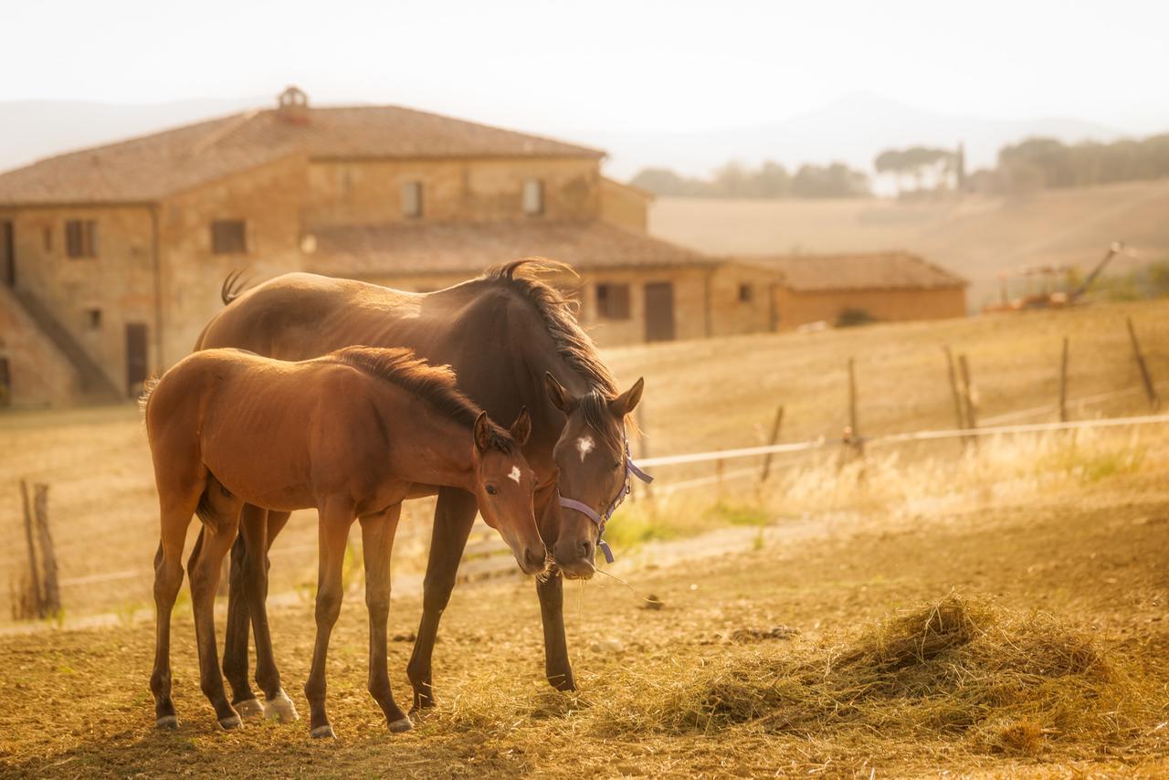 Agriturismi Farina كاستيغليون ديل لاغو المظهر الخارجي الصورة